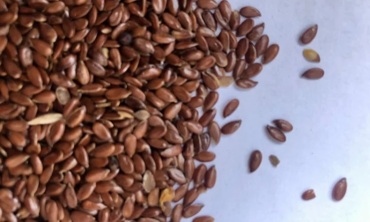 Продам лен коричневый - фото № 1