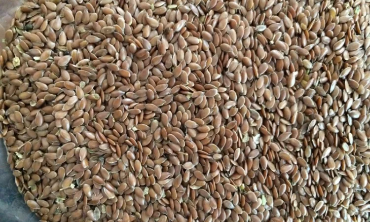 Лен масличный коричневый - фото № 1