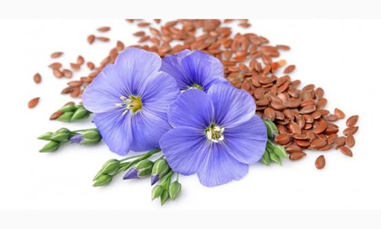 Купуємо льон - фото № 1