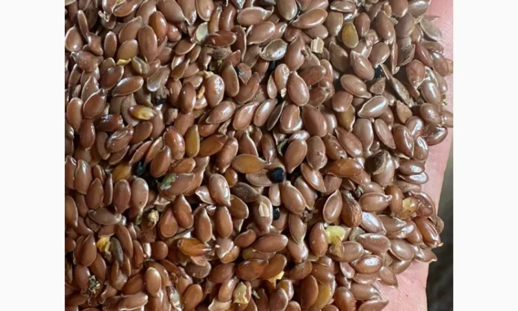 Куплю льон коричневий, чистота 99%. Ф2 - фото № 1