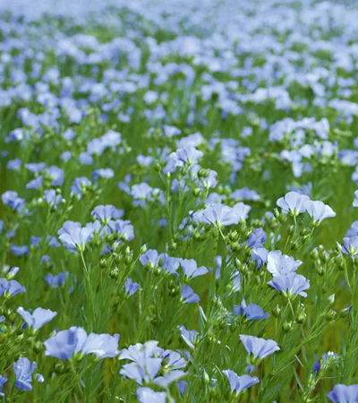 Льон Водограй 2р - фото № 1
