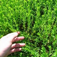 Лен масляничний - фото № 5