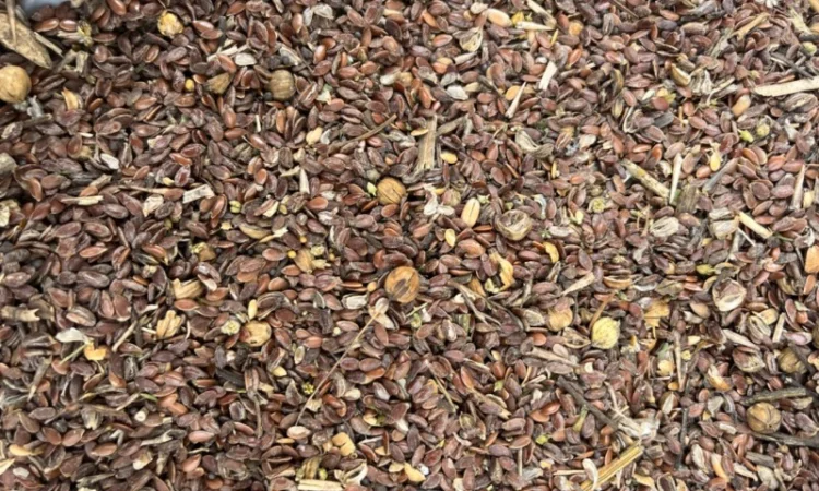 Отходы льна, лён Отходы. Відходи льону - фото № 1