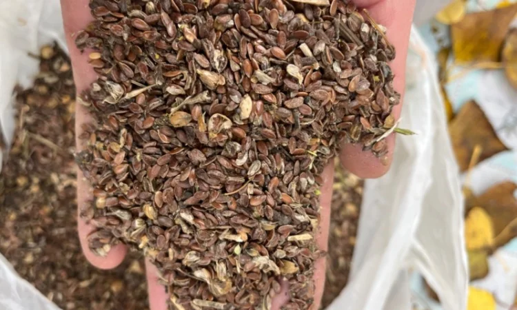 Отходы льна, лён Отходы. Відходи льону - фото № 2