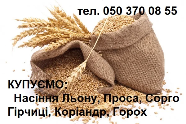 Куплю насіння льону - фото № 1