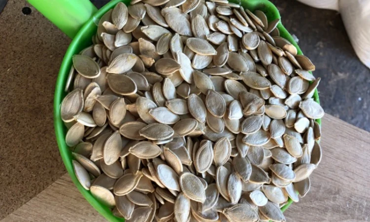 Куплю тыквенные семечки - фото № 2