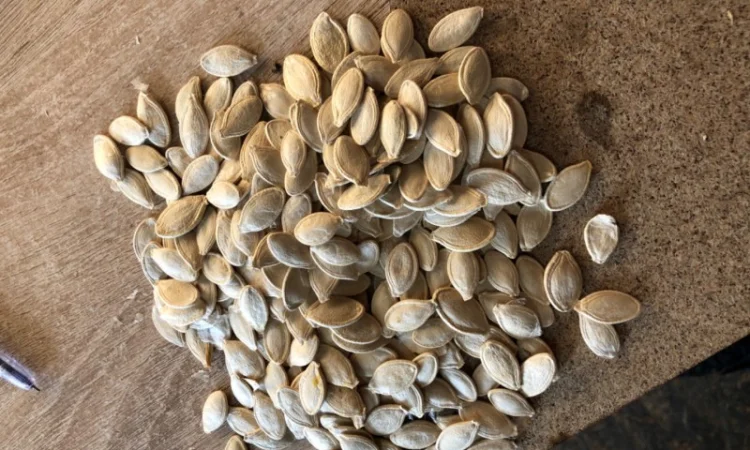 Куплю тыквенные семечки - фото № 3