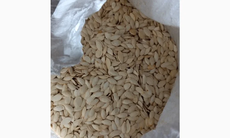 Куплю тыквенные семечки от 100 кг - фото № 1