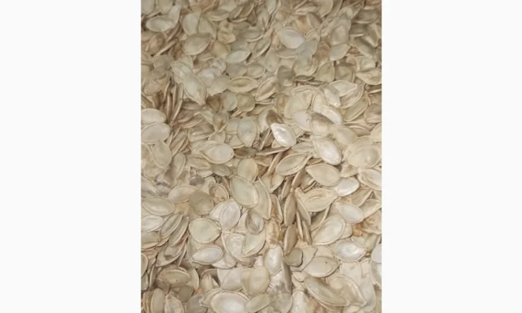 Купим семечку тыквы всех сортов - фото № 1