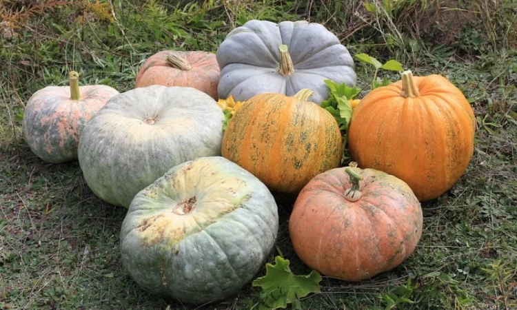 Кулю тыквенную семечку всех сортов - фото № 1