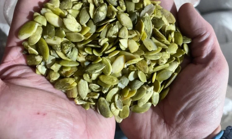 Продам гарбузове насіння високої якості - фото № 1