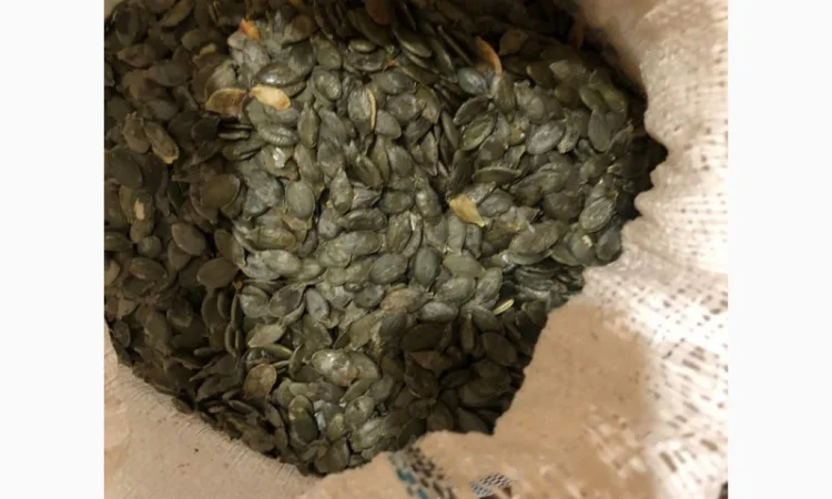 Продам зернята "Голосім'янка" - фото № 1