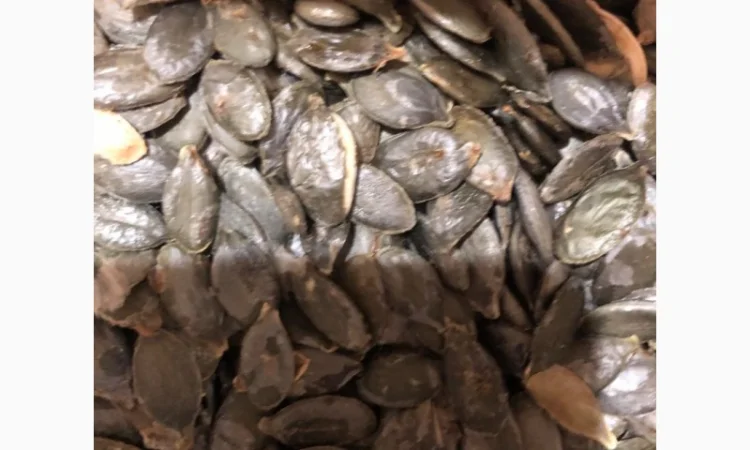 Продам зернята "Голосім'янка" - фото № 2