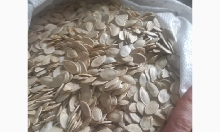 Продается семя тыквы оптом - фото № 1