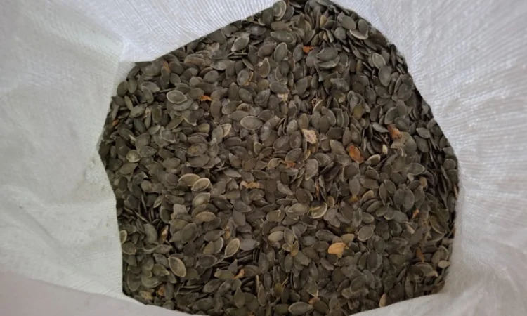 Продается семя тыквы оптом - фото № 2