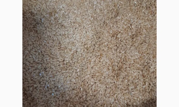 Ядро семечки семена Тыквы Кабака - фото № 2