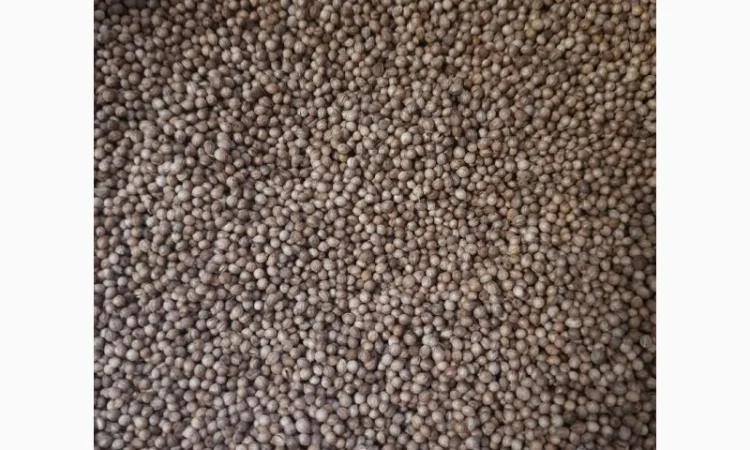 Ядро семечки семена Тыквы Кабака - фото № 5