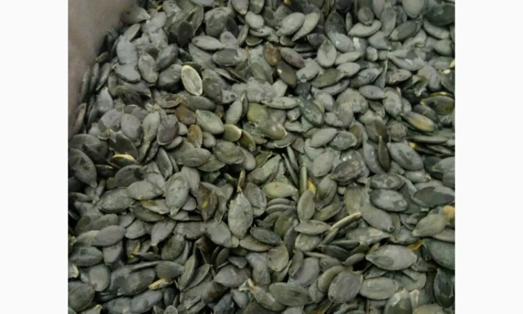 Куплю насіння голонасінного гарбуза - фото № 1