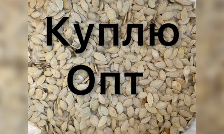 Купимо Гарбузове насіння всіх сортів - фото № 1