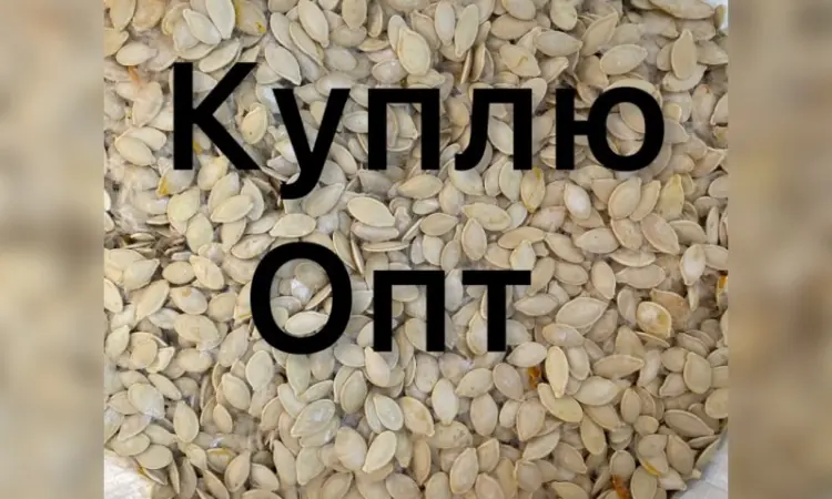 Купимо Гарбузове насіння всіх сортів - фото № 1