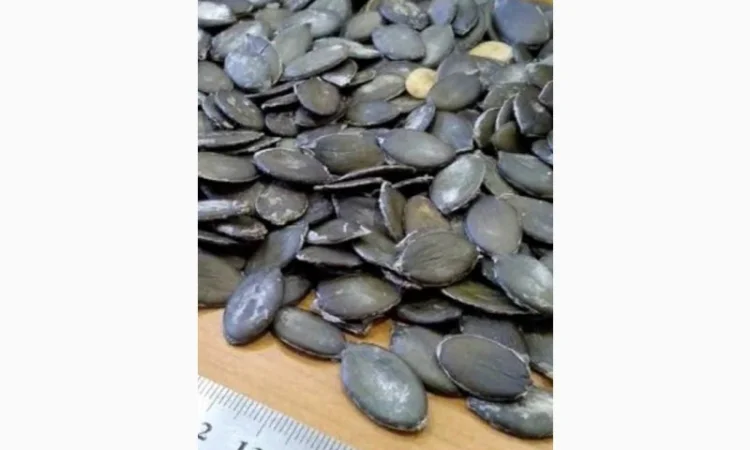 Купим голосемянную семечку.работаем с новой почтой - фото № 1