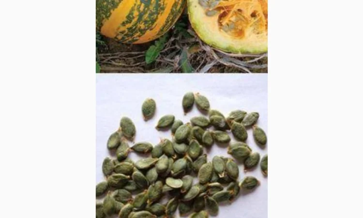 Купим семечку голосемянную - фото № 1