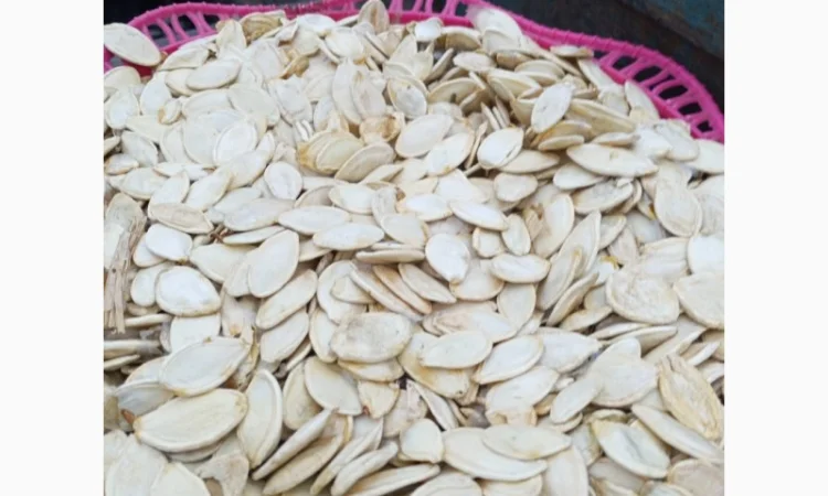 Куплю семечку тыквы - фото № 1