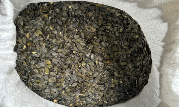 Продам насіння гарбуза голонасінневе - фото № 1