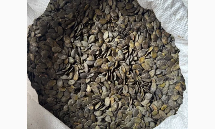 Продам насіння гарбуза голонасінного - фото № 1