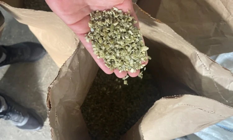 Продам тыквенные семочки бой на масло - фото № 1