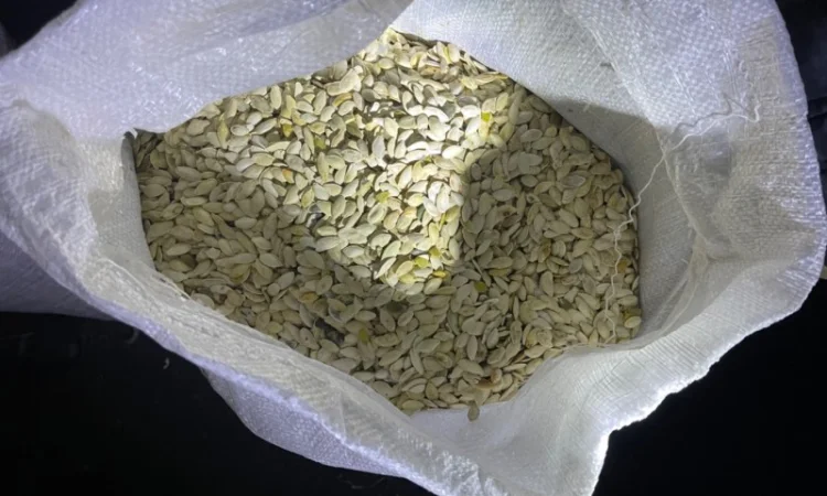 Продам мелкую тыквенную семечку на масло - фото № 1