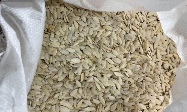 Продам семечку украинку болгарку на масло - фото № 1