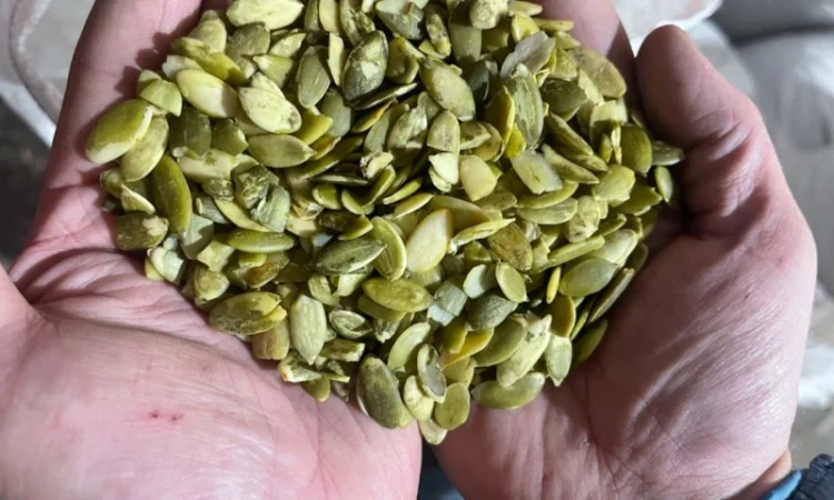 Продам бой чищенной семочки сорт украинка на масло - фото № 1