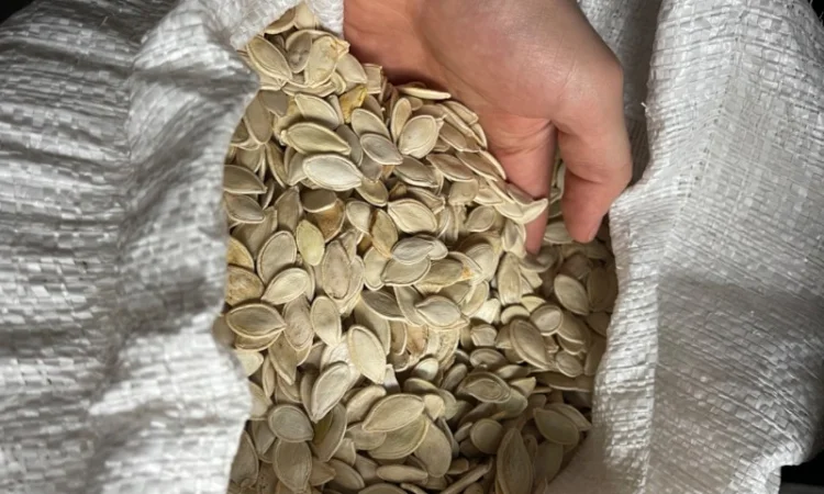 Продам отход от семочки (украинка) - фото № 1