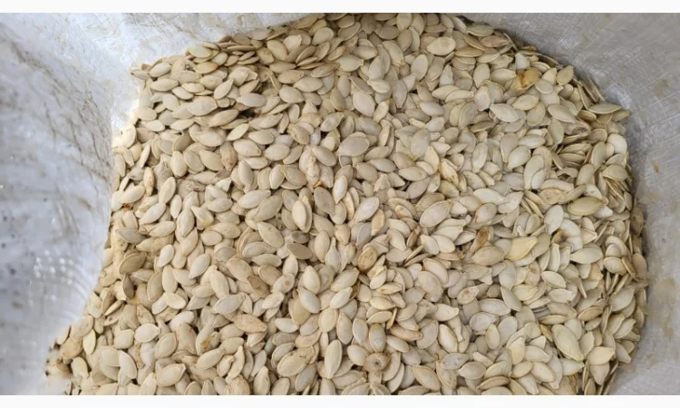 Куплю гарбузових насіння - фото № 1