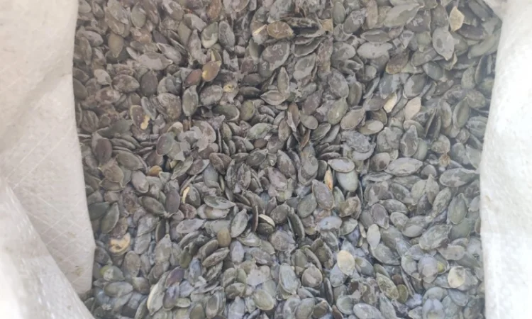 Куплю гарбузове насіння голосемянку - фото № 1