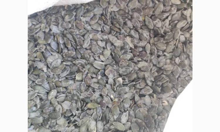 Куплю гарбузове насіння голосемянку - фото № 2