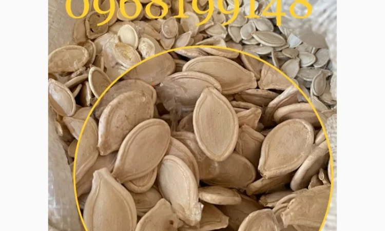 Куплю насіння гарбуза - фото № 1