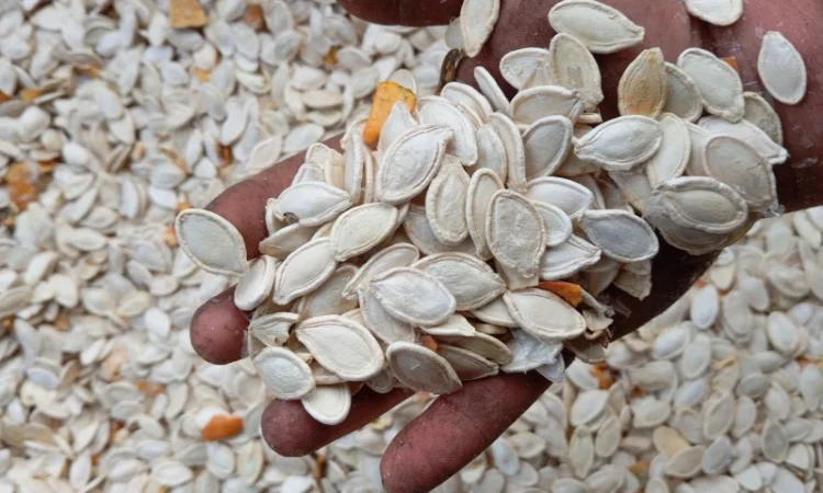 Продам гарбузове насіння 60 тон Українська багатоплідна - фото № 1