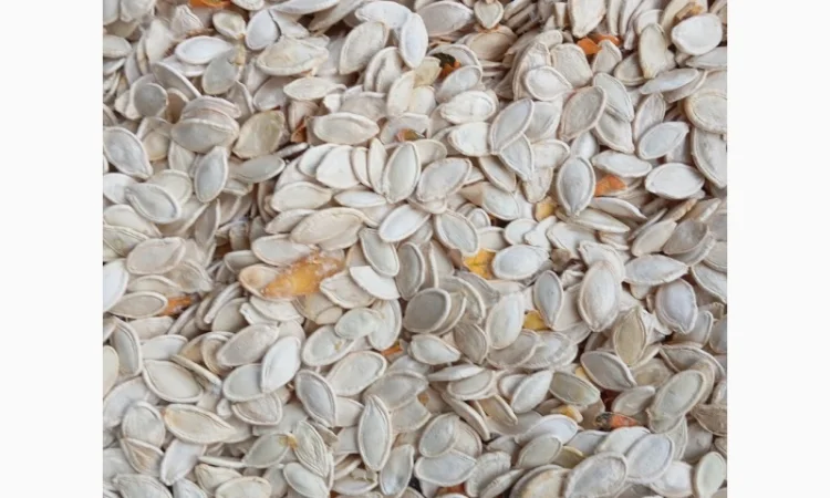 Продам гарбузове насіння 60 тон Українська багатоплідна - фото № 2