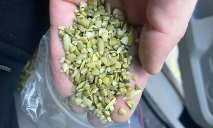 Продам чищенную Семочку нового урожая на масло - фото № 1