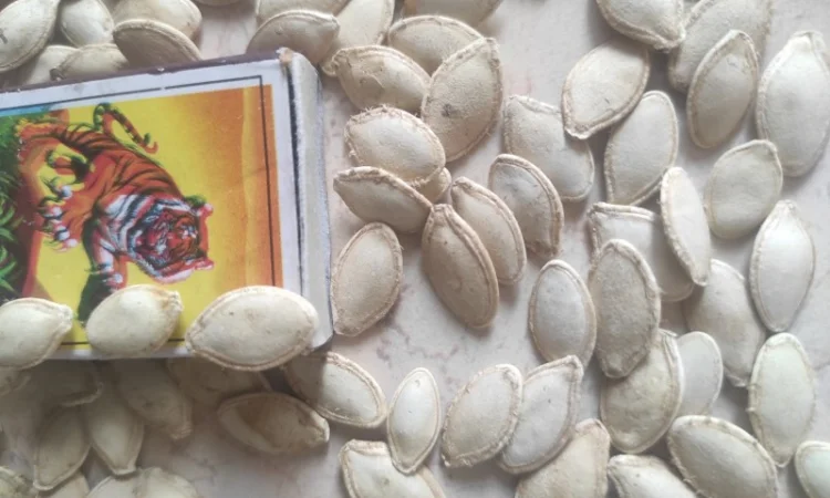 Тыквенные семечки - фото № 1