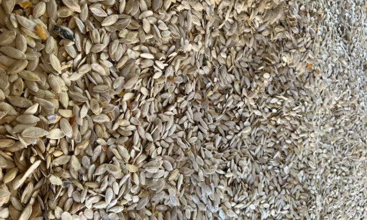 Купую на постійній основі насіння гарбузове - фото № 1