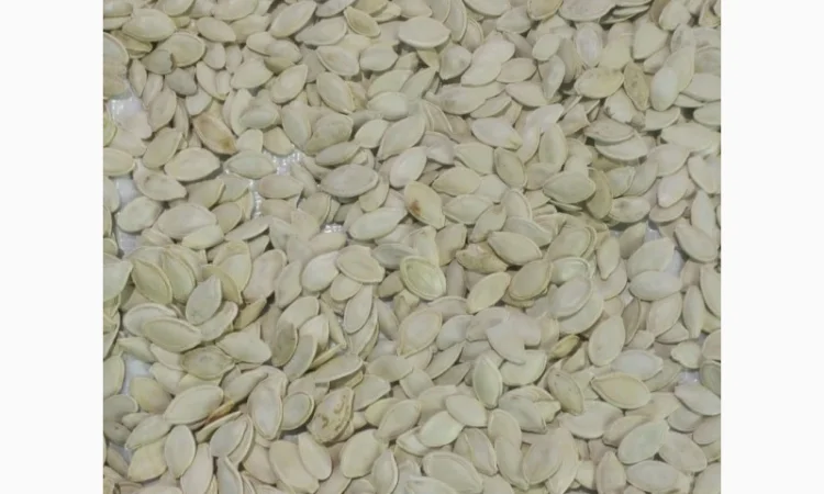 Продам гарбузове насіння калібр 12 - фото № 1