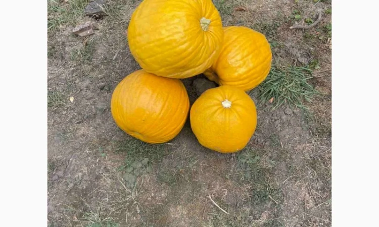 Гарбузове насіння, гарбузове насіння Українська баготоплідна - фото № 1