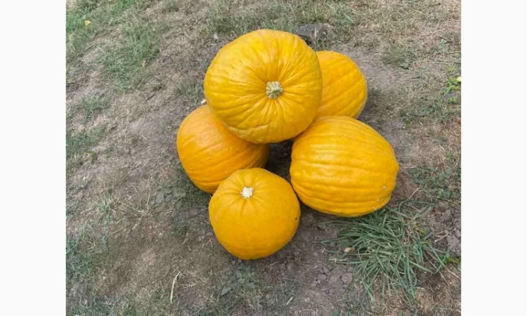 Гарбузове насіння, гарбузове насіння Українська баготоплідна - фото № 2