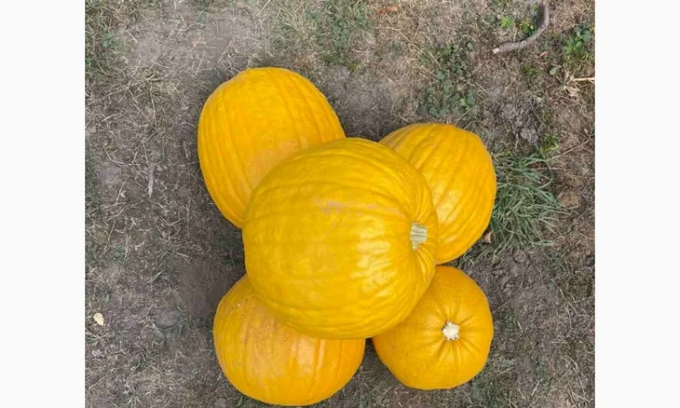 Гарбузове насіння, гарбузове насіння Українська баготоплідна - фото № 3