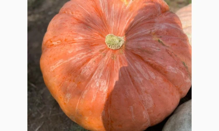 Насіння гарбуза, тиква, насіння гарбуза великоплідного - фото № 1