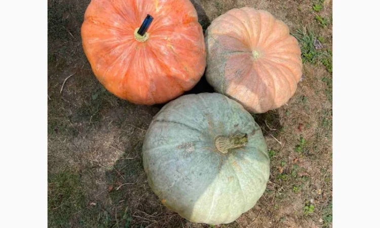 Насіння гарбуза, тиква, насіння гарбуза великоплідного - фото № 2