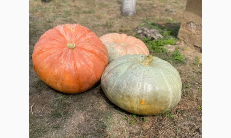 Насіння гарбуза, тиква, насіння гарбуза великоплідного - фото № 3